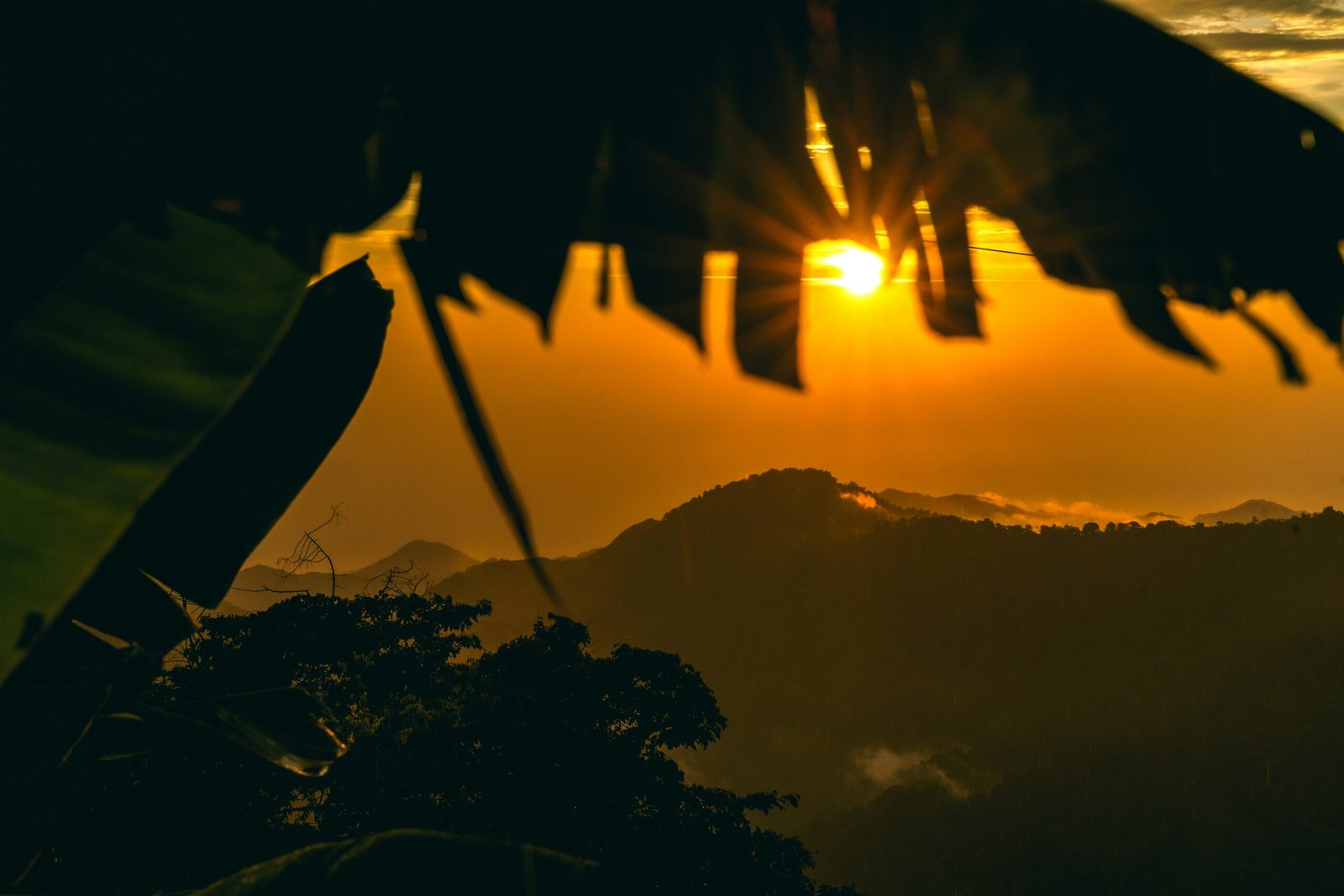 Puesta de sol brillante sobre montañas cubiertas de vegetación, vista a través de hojas oscuras de una planta tropical.